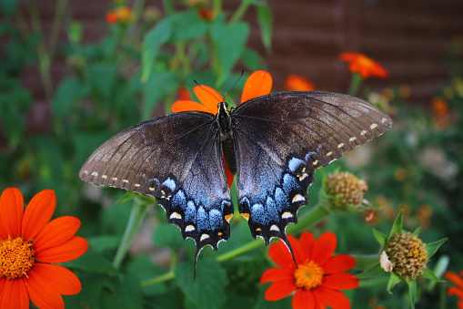 Black Swallowtail open wing feeding on butterfly flower.