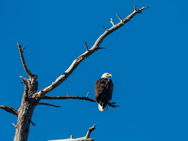 Bald Eagle Perched on Bare Branch Against Blue Sky stock photo