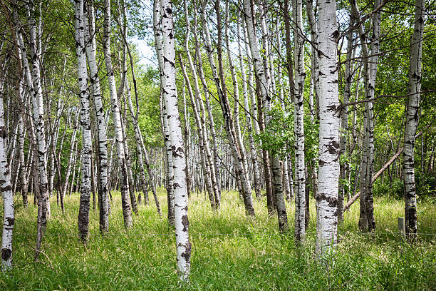 istock full composition of white birch trees sitting among green grass 584490872