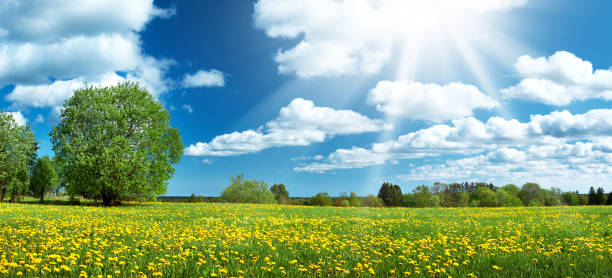 istock Field with dandelions and blue sky 584491770