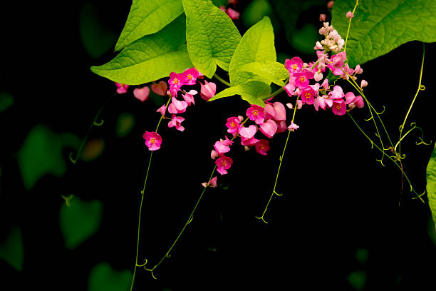 istock confederate vine, Coral vine, Mexican coral vine, Mexican creepe 584493838