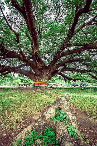 Kanchanaburi, Thailand - July 19, 2015 - Giant Rain tree (Albizia saman or monkeypod), a big famous tree that people come to pray and make a wish.