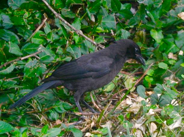 Fish Crow Fish Crow resting in grass. fish crow stock pictures, royalty-free photos & images