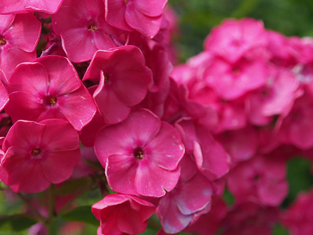 istock Flowering red garden phloxes. Close up 584496826