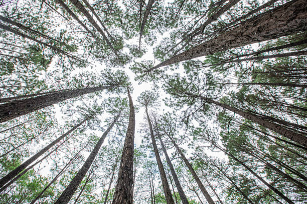 istock pine forest, Suan son bor Kaew at Chiang Mai THAILAND 584496974