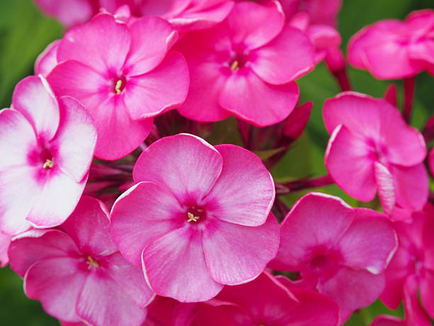 istock Flowering red garden phloxes. Close up 584497102