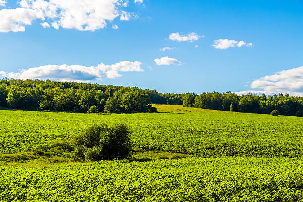 istock Beautiful summer landscape 584497246