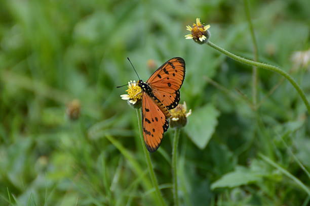 istock Butterfly in thailand 584498912