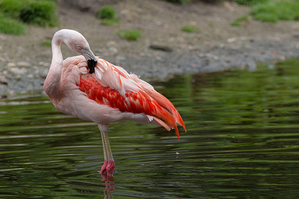 istock American flamingo 584498920
