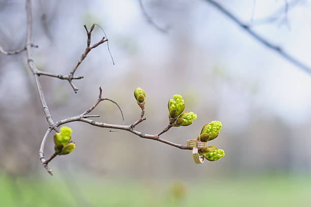 istock Buds and wedding rings on a tree branch 584499492