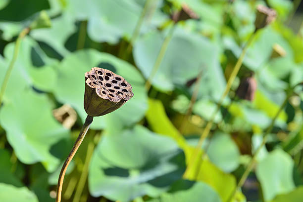 istock Dried lotus pod on the pond. 584499686