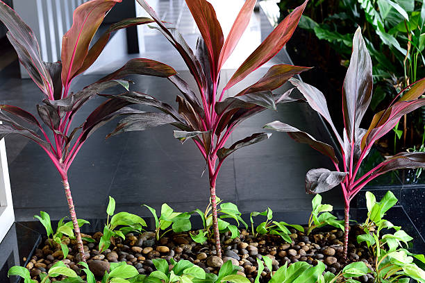 Cordyline rubra The colorful plants prefer full sun to shade and can tolerate dry conditions. cordyline fruticosa stock pictures, royalty-free photos & images