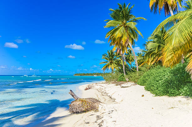 istock beautiful beach and tropical waters 584499956