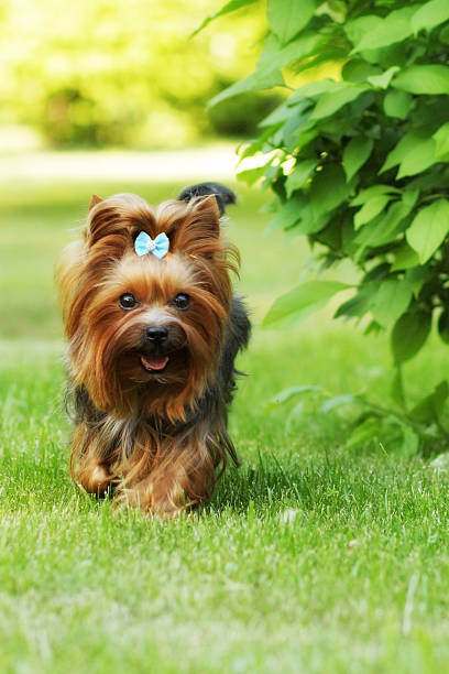 istock Small decorative family dog Yorkshire Terrier running on the gra 584500904