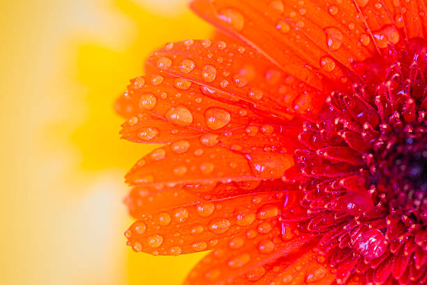 detalle cercano de gerbera naranja con gotas de agua - spring close up daisy yellow fotografías e imágenes de stock