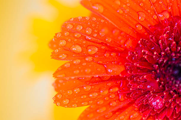 detalhe de gerbera laranja com gotas de água - spring close up daisy yellow - fotografias e filmes do acervo