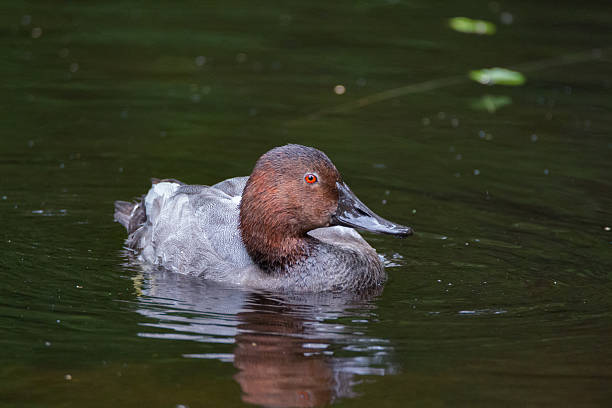 Canvasback Canvasback male north american canvasback duck aythya valisineria stock pictures, royalty-free photos & images