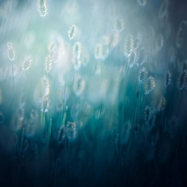 Beautiful day Details of wildflowers against morning light. sunset dew stock pictures, royalty-free photos & images