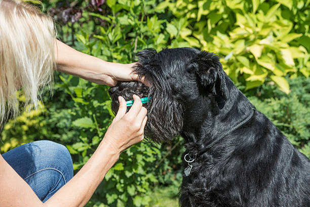 istock Dog care. Giving a liquid medicine 584503306