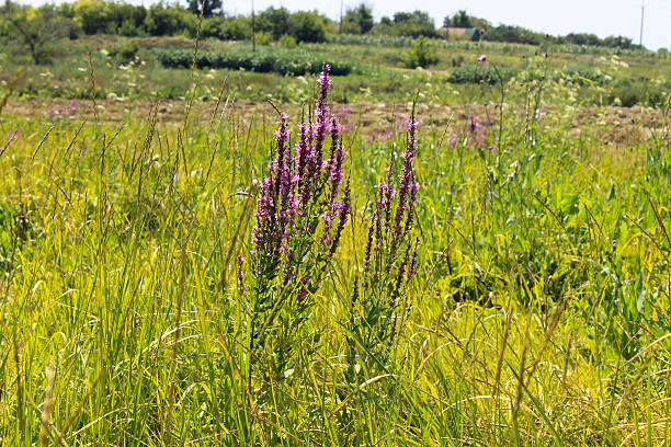istock Purple Loosestrife (Lythrum Salicaria) 584503312
