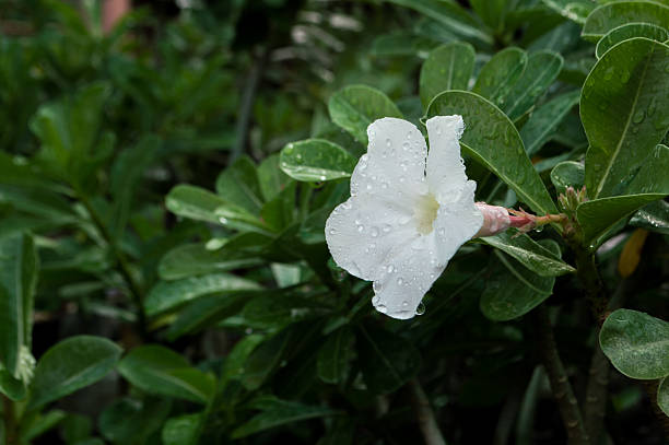 istock White azalea flowers after the rain drops. 584503474