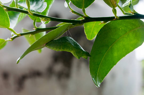 istock Chrysalis butterfly hanging on branch 584503740