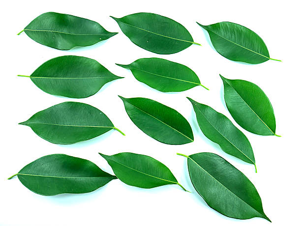 istock Leaves of a ficus tree 584504290