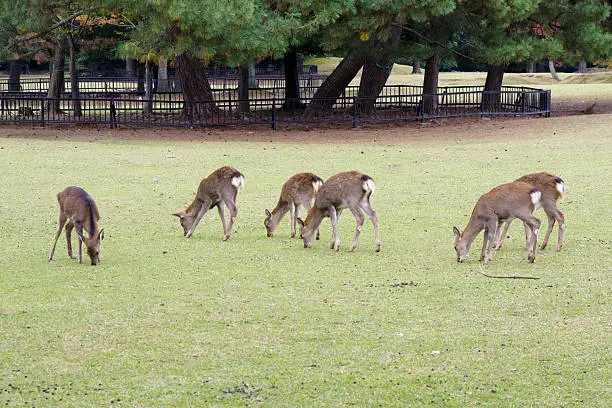 Photo of Nara deer