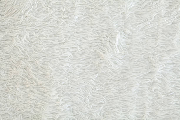 istock Texture of white fur carpet 584506494