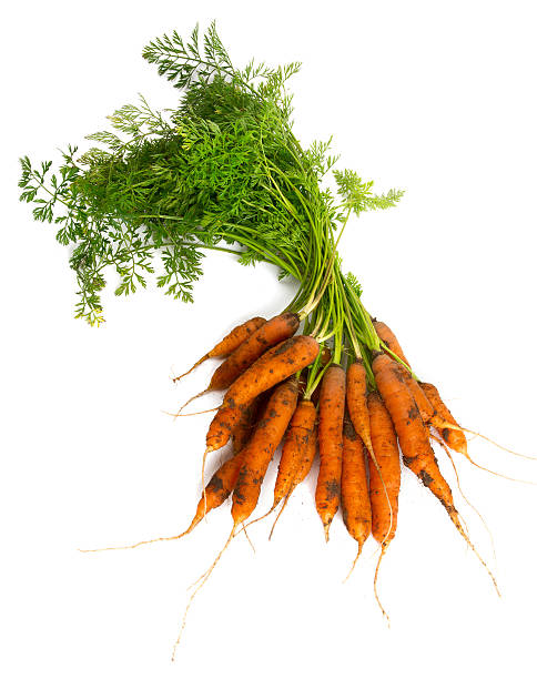 mucchio di carote appena selezionate sola su bianco - carrot vegetable isolated organic foto e immagini stock
