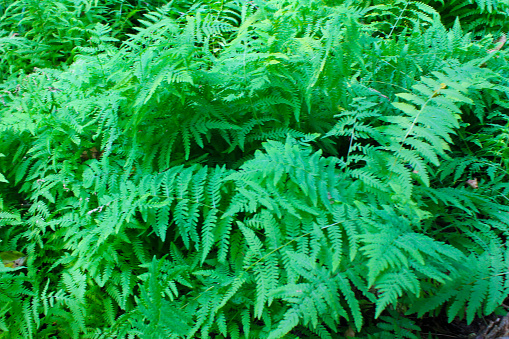 Abstract pattern spring garden forest green fern bracken plants background. Copy space, close up, selective focus.