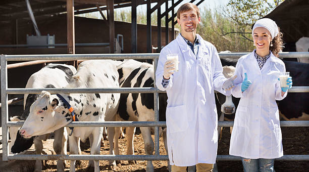 istock Mand woman standing with cows 584509602
