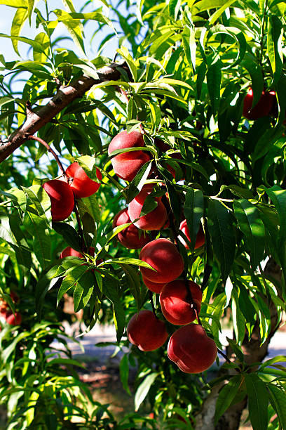 персиковое дерево - peach peach tree close up fluffy стоковые фото и изображения