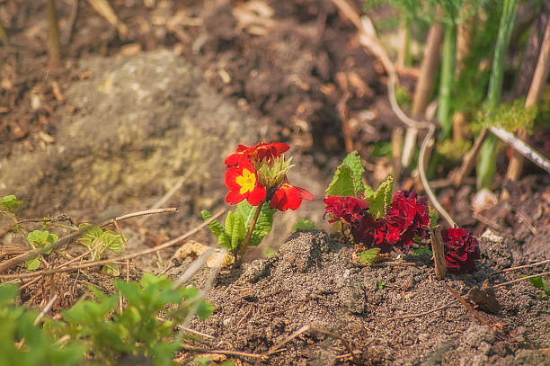 istock Red flower in the garden 584509952