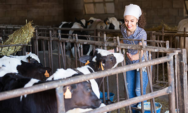 istock Young woman in the cowshed 584510932