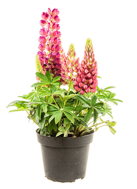 istock Isolated potted blue lupine flower 584511050