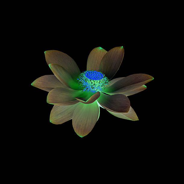 istock Invert nuphar flower, water-lily, pond-lily, spatterdock 584511436