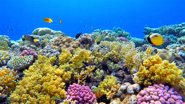 Colorful sea life coral reef with lot of fisch on Red Sea