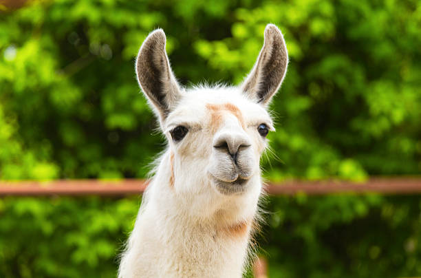 istock Funny portrait of llama 584566046