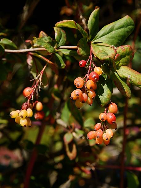 istock korean barberry bush with red berries 584566596