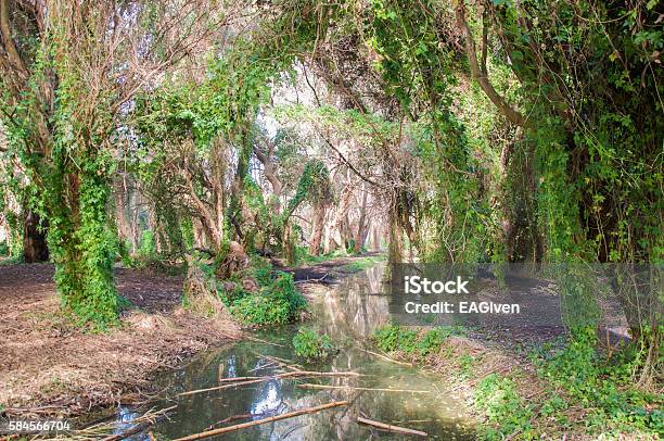 Wetland Ravine Stock Photo - Download Image Now - Australia, Botany, Branch - Plant Part