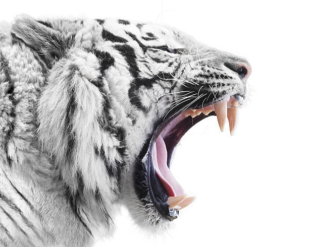 furia bianca - tiger roaring danger power foto e immagini stock