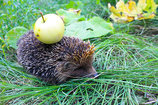 istock Hedgehog carry apple on the back 584566856