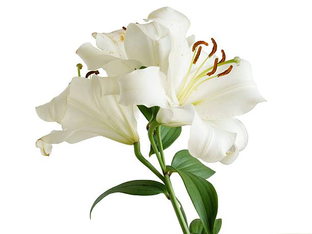 white lily with brown pollen close up stock photo