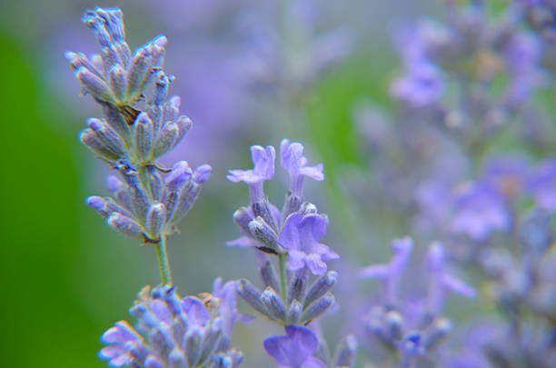 istock Bumblebee lavender flower and bee closeup photo 584567610