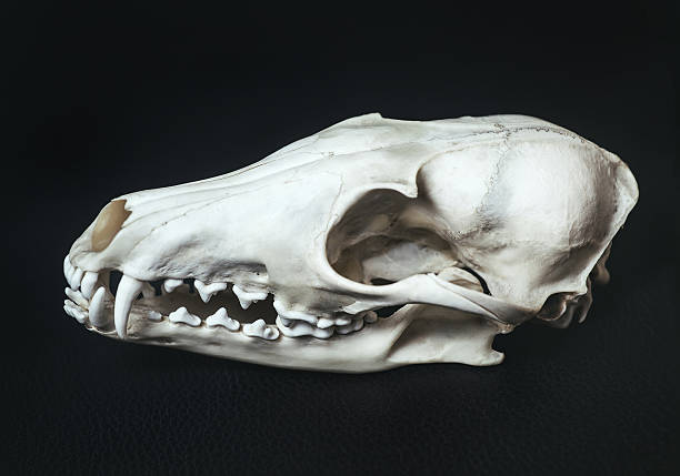 fox skull on a black background. - dead animal imagens e fotografias de stock