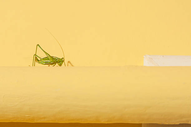 cavalletta verde su un tubo giallo - cricket locust grasshopper insect foto e immagini stock