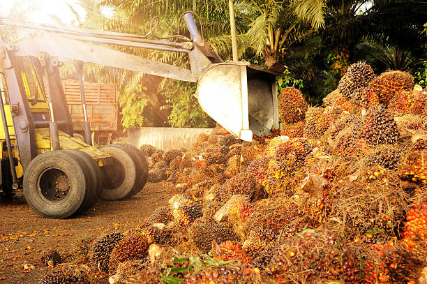 Palm oil uploading stock photo