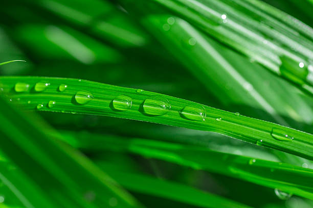 istock Rain dew drops on green grass shining close up macro 584568128