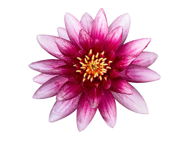 istock Pink water lily, top view 584569000